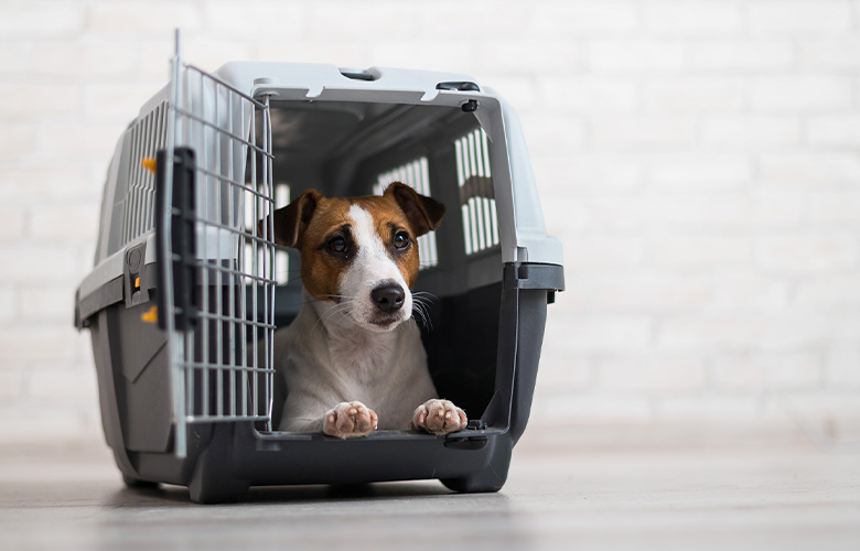 Caixa de Transporte de animais Uma caixa de transporte de cachorro com um cachorro sentado dentro