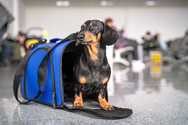 Viagem com animais Imagem de um cachorro em uma bolsa de transporte